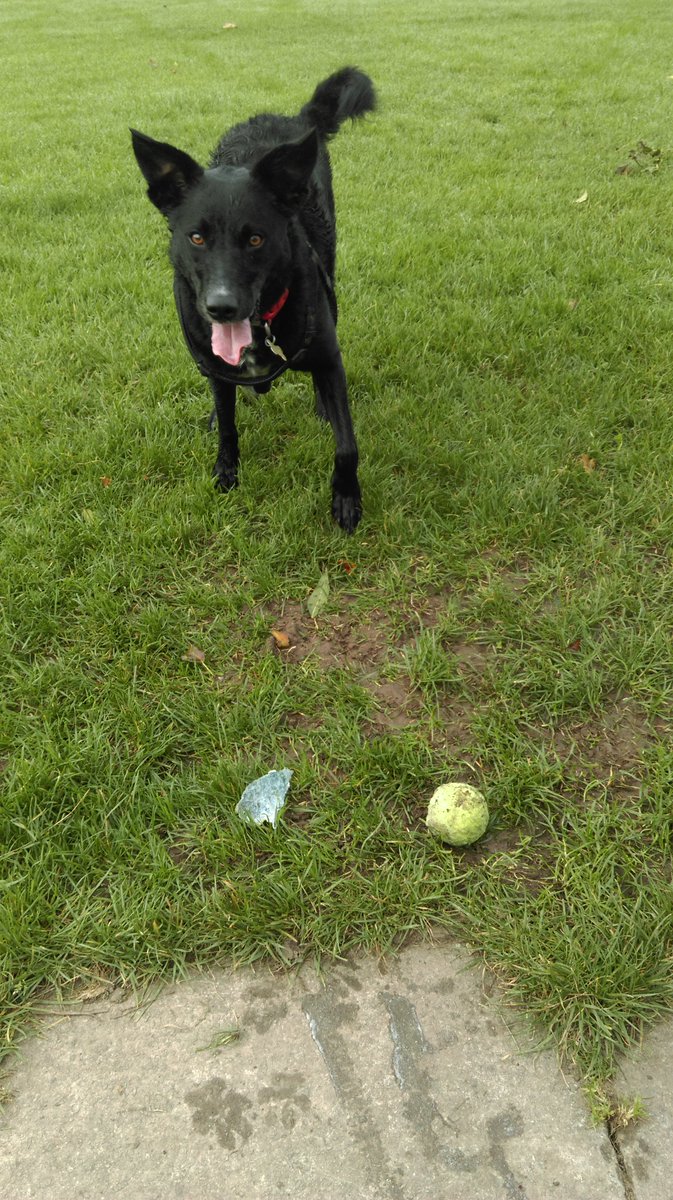 daisyfurryfool's tweet photo. I'm also adept at finding dead tennis balls! #happywoof https://t.co/4YbkzA4pgB