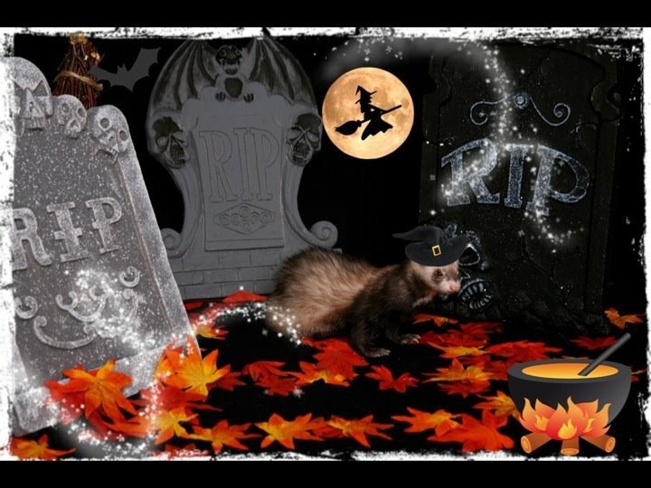 MarshallPet's tweet photo. Enter our #Halloween #Ferret Photo Contest. https://t.co/lLFewBz7zO #ferrets #contest https://t.co/oabwteugwh