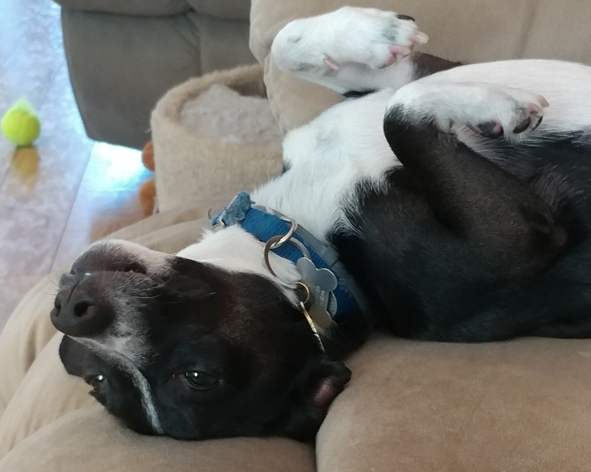 Oreothedog2's tweet photo. Oreo in therapy to deal with trauma of #octogate fans concerned he may relapse to bark beer! #wussydog #snowflake https://t.co/Ilh55Mi2uL