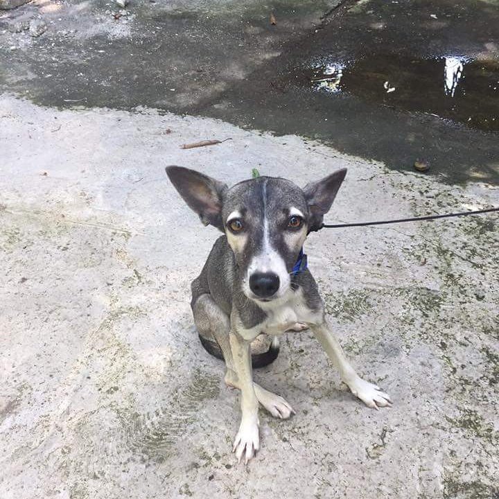 ArdorPlatformer's tweet photo. My name's Pika, this is my first time on a leash! #hsdp #haitistreetdogproject #Pikathedog #streetdogrescue #dogsofHaiti #streetdogsofHaiti https://t.co/3aAWvCwgan