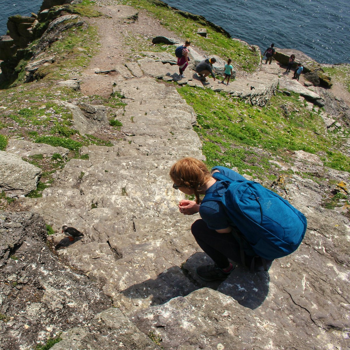 Thinking back to trying to make some new friends on the Skelligs

#Puffin #Skelligs #WildAtlanticWay #Ireland #ExploringIreland