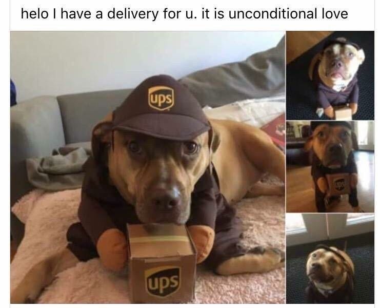 LegionDog's tweet photo. Hihihi best biped! YusYus! Delivery! https://t.co/mDscNq3978