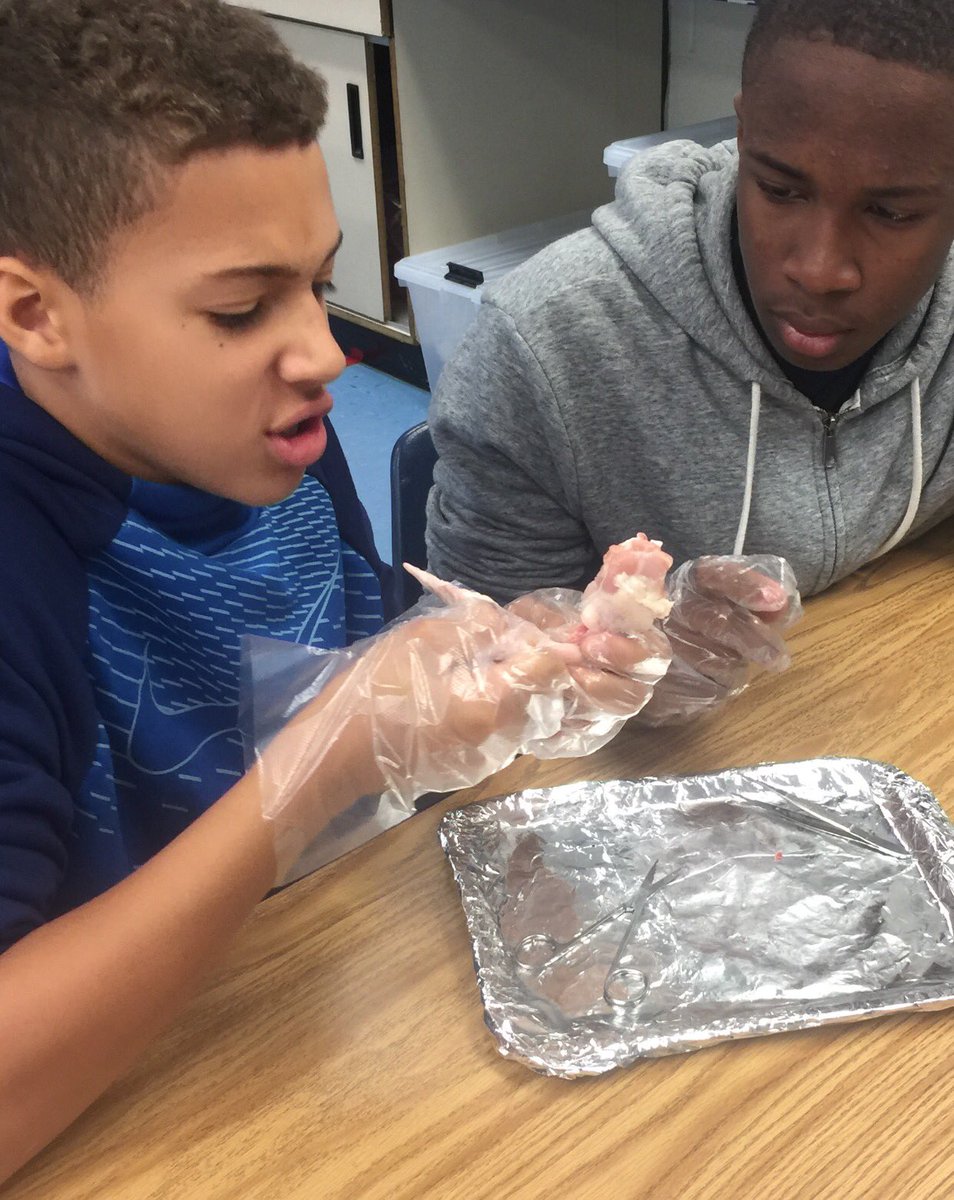OMMNAACPS's tweet photo. chicken wing dissection in 7th grade science learning more about the skeletal and muscular systems #AACPSAwesome #OMMNPRIDE https://t.co/YPyctvnxbK