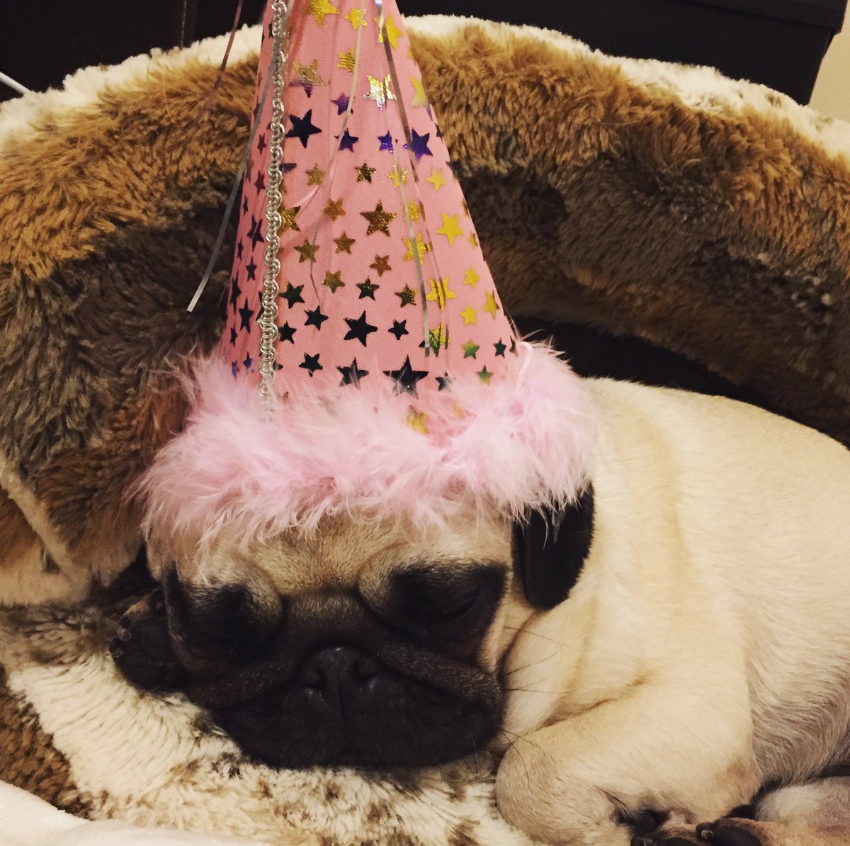 dantdm's tweet photo. HAPPY 4th BIRTHDAY, ELLIE!! 🎉🎉💤💤 https://t.co/kdba6hcLo0
