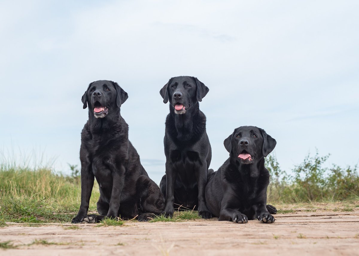 craigscottphoto's tweet photo. Few images from a family photo shoot at #yellowcraigsbeach 

#kclovesdogs #dogtrust #dogphotographer #edinburgh #dogsoftwitter https://t.co/XXSG5BEvJs