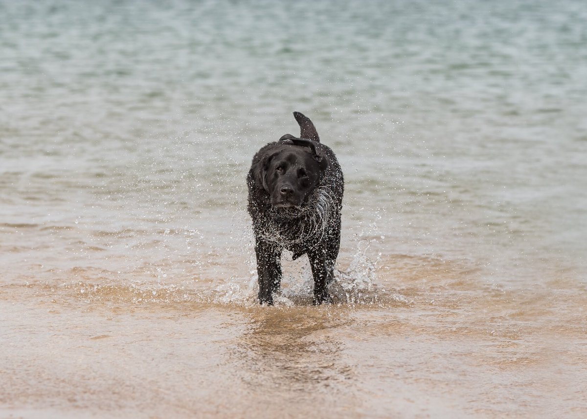 craigscottphoto's tweet photo. Few images from a family photo shoot at #yellowcraigsbeach 

#kclovesdogs #dogtrust #dogphotographer #edinburgh #dogsoftwitter https://t.co/XXSG5BEvJs