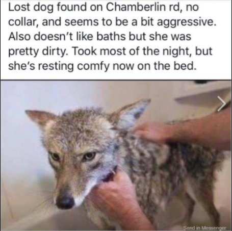 PAPoliceService's tweet image. Late #BylawTipTuesday.
Do not attempt to bring wild animals home. Need domestic animal control? Call PAPS Bylaw Unit. @reginapolice