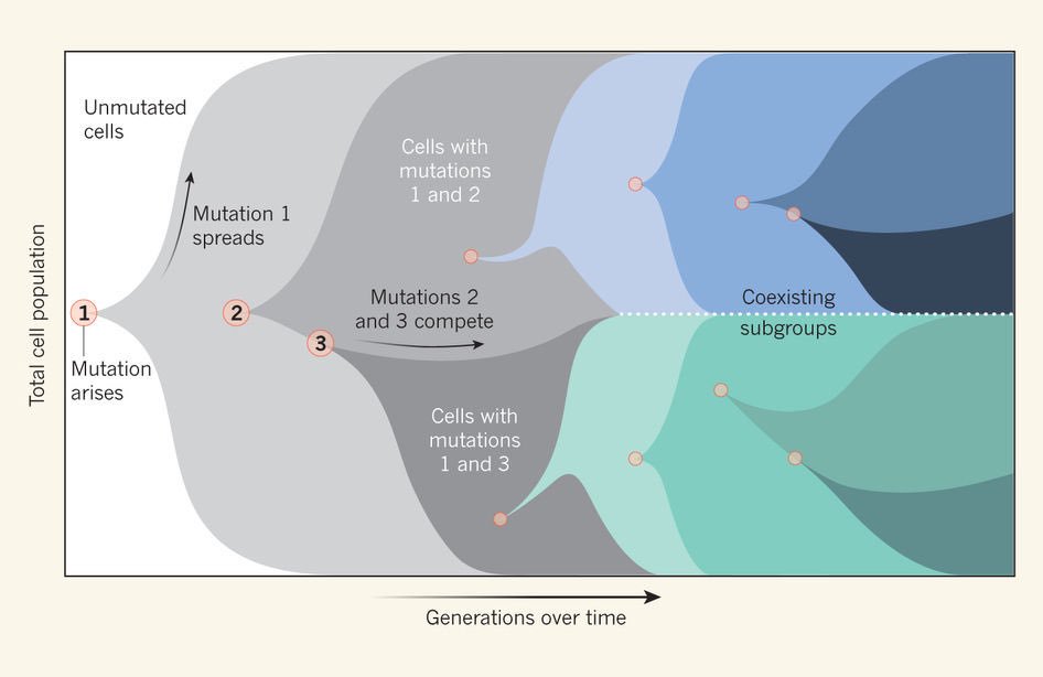 The dynamics of molecular evolution over 60k generations: ecology comes to @RELenski's LTEE nature.com/nature/journal… nature.com/nature/journal…
