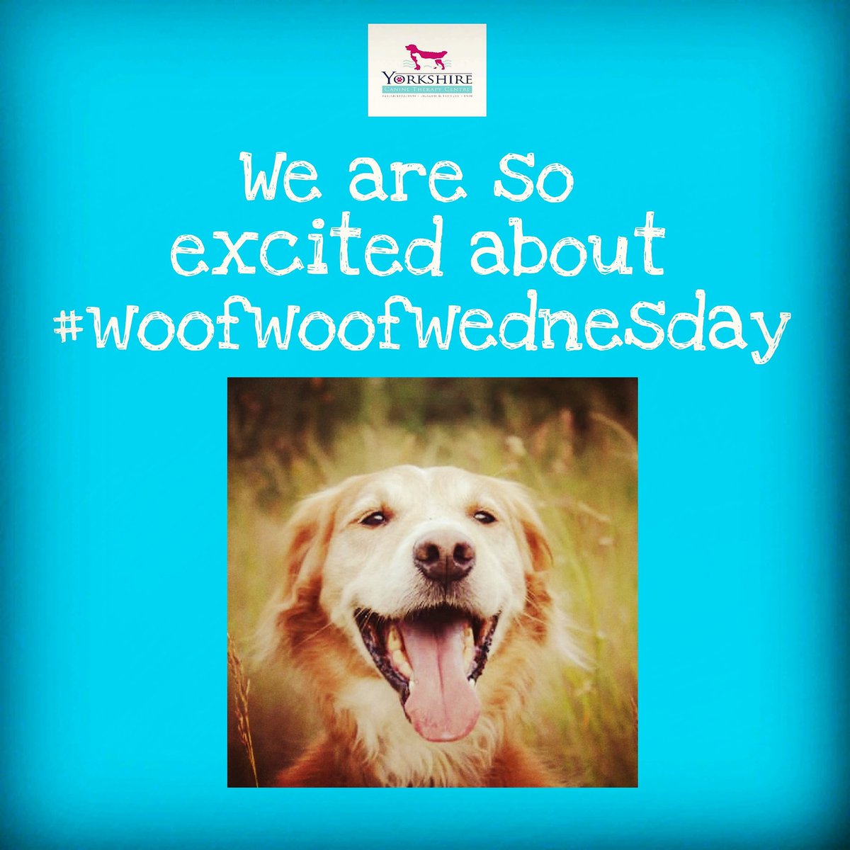 Fingers at the ready #wednesday #woofwoofwednesday #dogsoftwitter