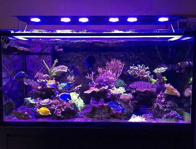MaxspectLED's tweet image. Upgraded the light to the new #maxspectrazorx #maxspectrazor RSX R5! #saltwatertank #reeftank #allmymoneygoestocorals #coralvue #gear #equi…