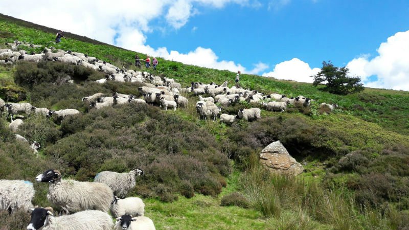 Dry Stone Walling (@midlancsdswa) on Twitter photo Walk up the cobbled footpath with the dry stone wall on your right... Walk up the cobbled footpath with the dry stone wall on your right...