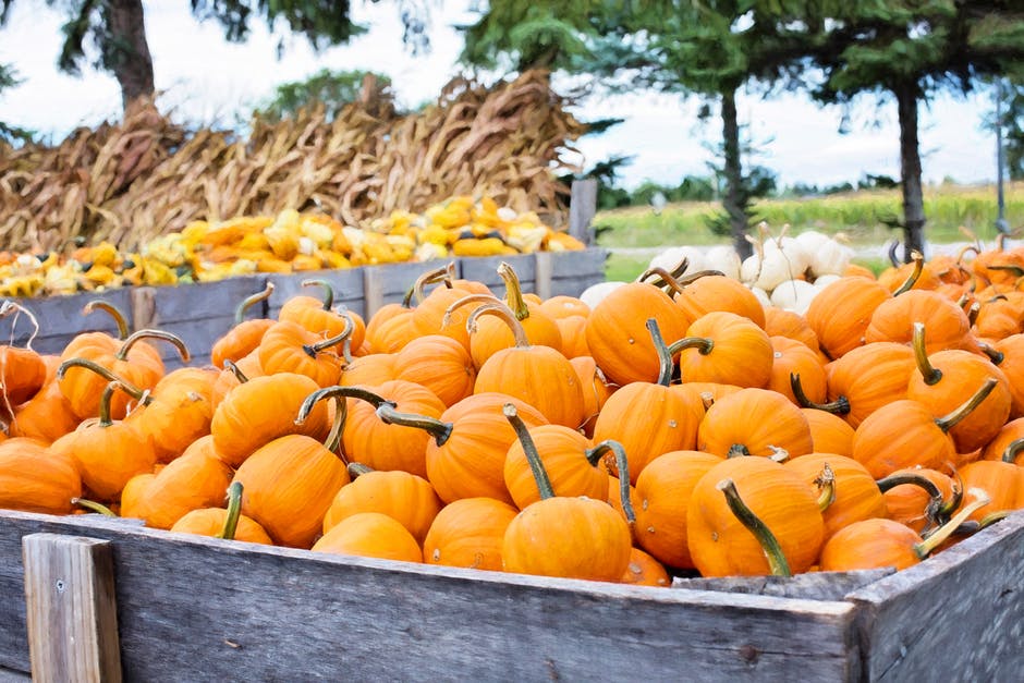 Pick pumpkins, explore a corn maze, and sip freshly pressed apple cider at Fir Point Farms' harvest festival! ow.ly/xw0r30fY7Ey