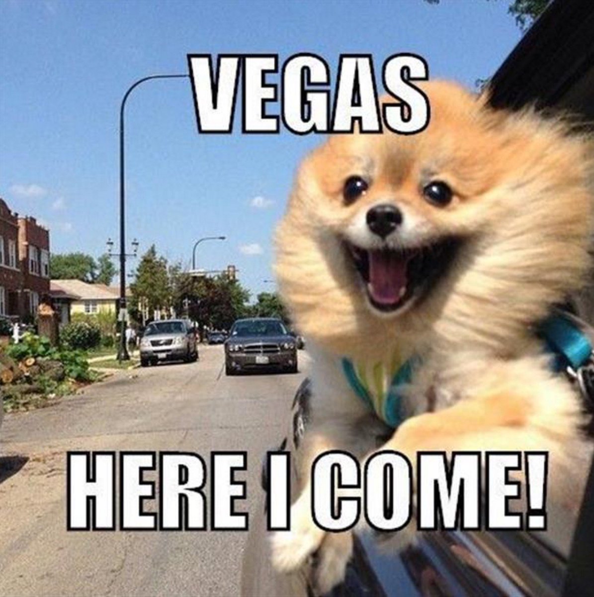 #vegasbaby #vegasmeme