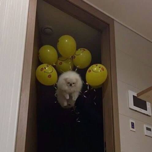 freddyolo's tweet image. 