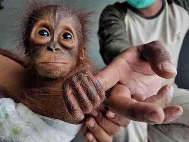 dodo's tweet photo. This baby orangutan hugged his rescuer as soon as he knew that he was safe https://t.co/jw8uqzIxUX https://t.co/ypE6EAvHTn