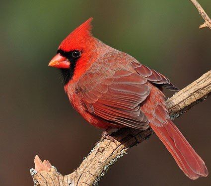 millriverpark's tweet photo. Bird of the day! Northern Cardinal #millriverpark #birdsofmillriver #birding #Stamford #nature https://t.co/TI63zTHdMt