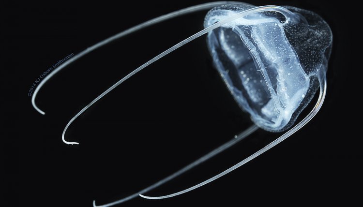 MBARI_News photo