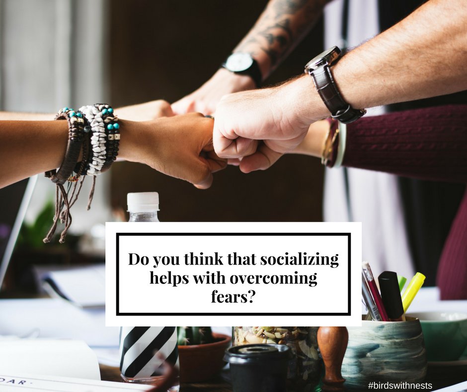 birdswithnests's tweet photo. What do you think? Here is my opinion: https://t.co/IRu9jdWTLq #overcomefears #flyaway https://t.co/QALIKAXeFV
