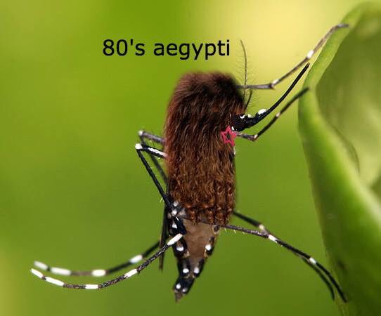 wiseflies's tweet image. The Aedes were weird, man.
