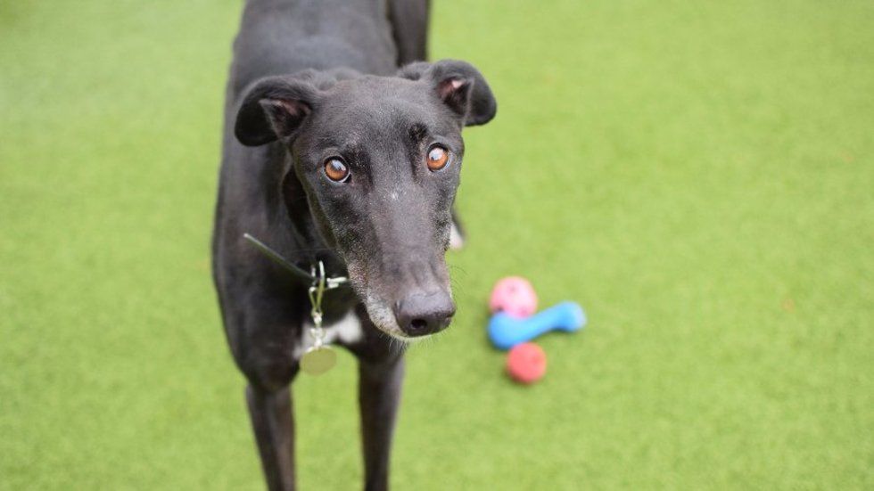 StylistMagazine's tweet photo. Dogs like 'Forgettable Kevin' are the most overlooked breed in rescue centres – for a ridiculous reason https://t.co/0T4PHpOVyj https://t.co/91nkUw78s2