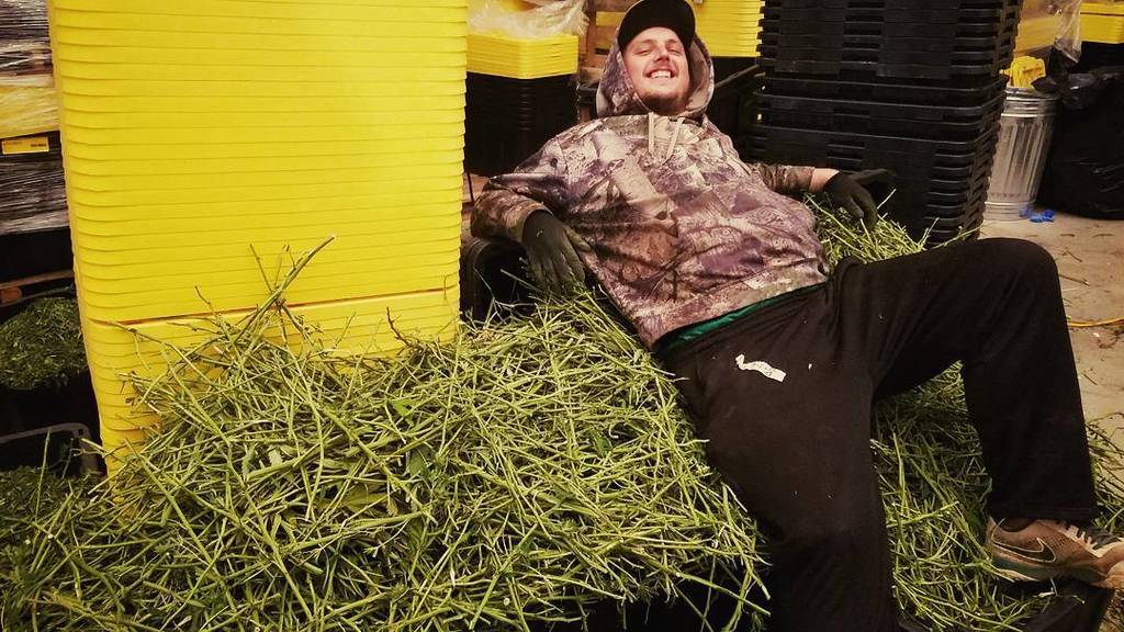 naturesgoldus's tweet photo. We make furniture too! 😂
. #stemcouch
. #croptober . 
#420oregon #cannabis #lovecannabis #lovebud #growweed #canna… https://t.co/XJBRJtuWaO https://t.co/nhB4VfGE4D