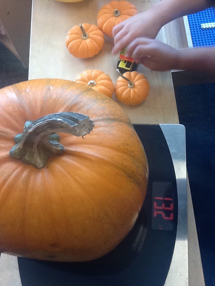 unityheadstart's tweet image. We have our very own pumpkin patch going on ! Today the kids were using play money to buy pumpkins #scpsi