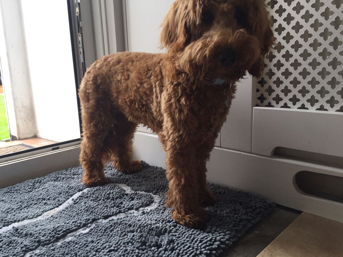<a href="/SouthGlosHour/">SouthGlosHour</a> ALL PET RETAILERS visit soggydoggyukwholesale.co.uk to PRE-ORDER THE <a href="/Soggydoggy_UK/">Soggy Doggy Mats UK</a> range of super absorbent, mats and shammys🐾