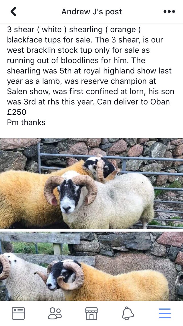 maolfold's tweet photo. Stock tups for sale. #scottishblackface #forsale https://t.co/BgKhayXHf7