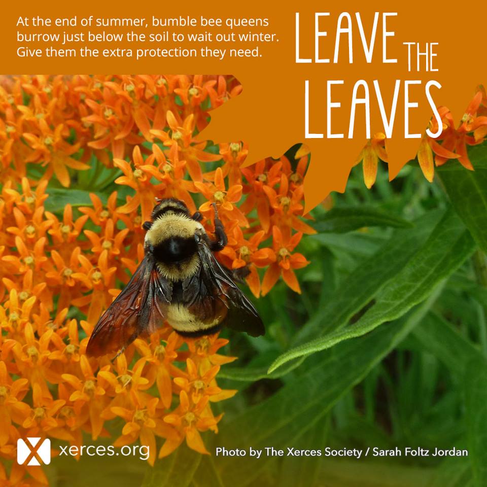 pridescornerCT's tweet photo. Save the Bees and your back... LEAVE the LEAVES!! Very cool. Thank you, @ABnativeplants! https://t.co/CnB6bdmEja