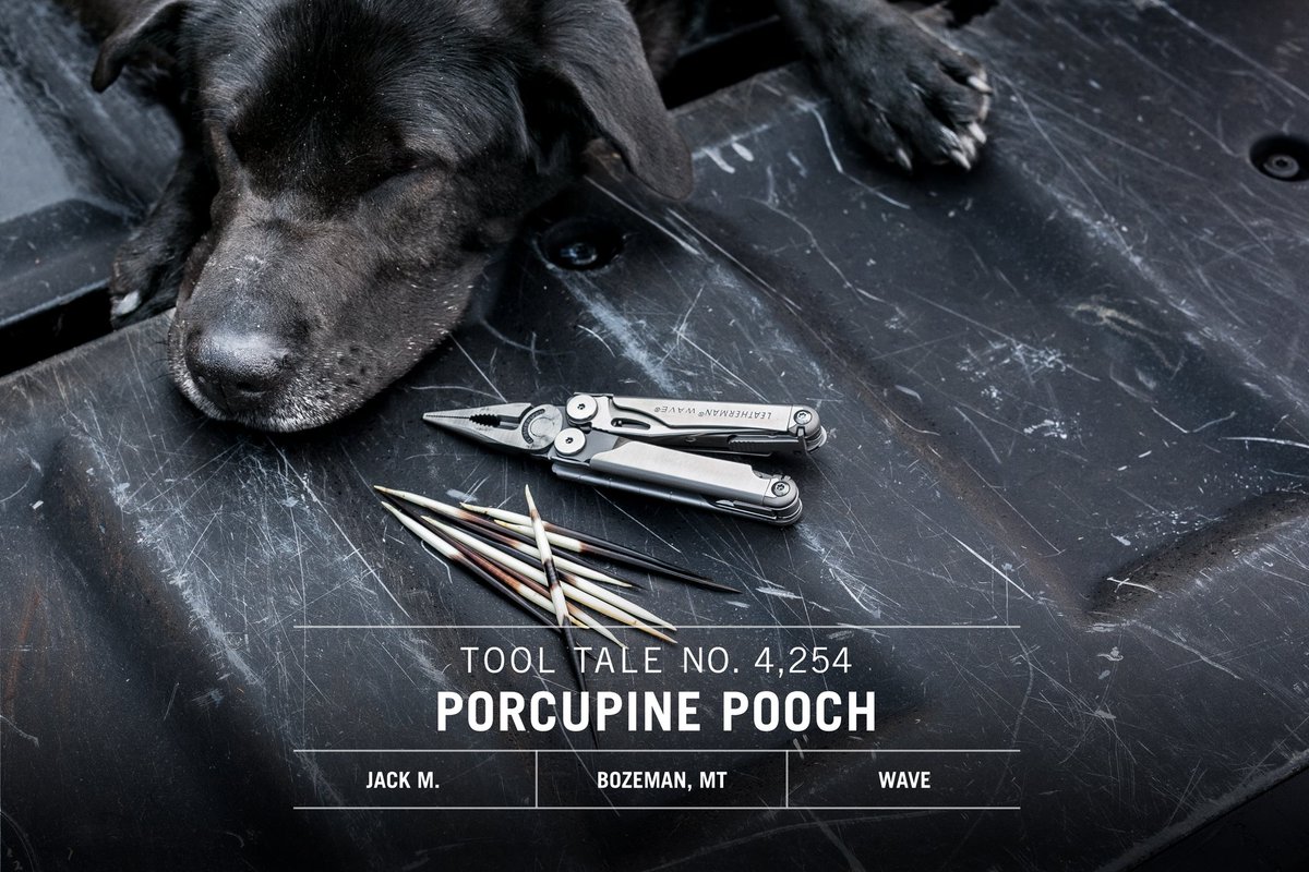 leathermannz's tweet photo. Porcupine's and dogs don't mix well! Lucky for Bear the lab, his owner had the right tool for the job. 
https://t.co/IMNvkMVZGe https://t.co/qoqtM3WAkZ