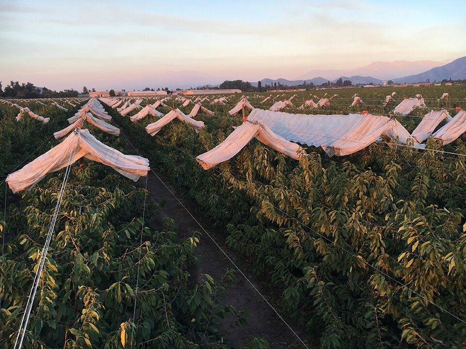 mundoagrochile's tweet photo. ¿Cuáles son los distintos sistemas de apertura en cobertores para cerezos?
https://t.co/jquIAbrpkV https://t.co/zryR3E6KiC