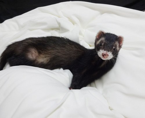 takechiyonoma's tweet photo. #フ��レット
#Ferrets https://t.co/T3LzcwUZzB