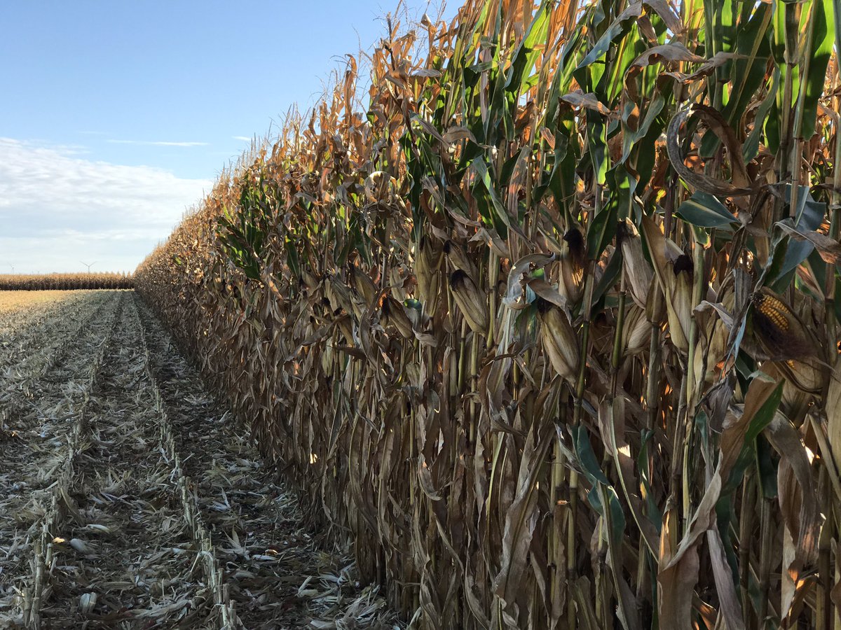 This makes taking plots out a whole lot of fun!  DK64-34 in this nitrogen mgt plot pumping out the yield near Herscher, IL. #MyFarmMyYield