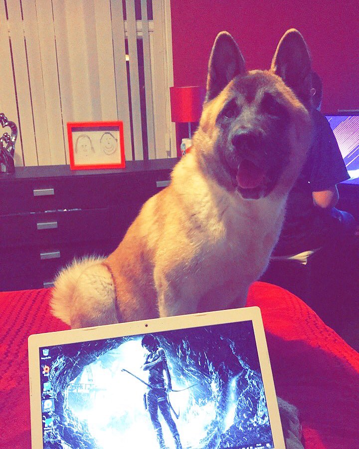 HayLou3's tweet photo. Love this floof 💕💏🐕 #dog #puppy #americanakita #akita #puppylove #doggo #floof #floofer #americanakitapuppy https://t.co/zsxIHLYvvP