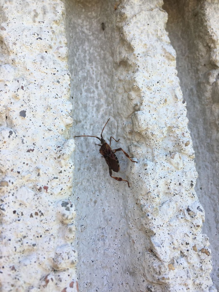 JodyBugsMeUNL's tweet photo. Looking for a place to overwinter, western conifer seed bug basking on the sunny side of building. Does no harm, just another #fallinvader https://t.co/hw1JHooCaY