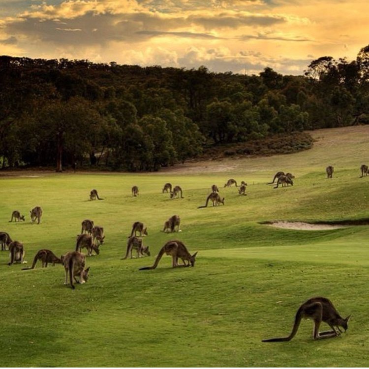 AdvAustralia tweet picture