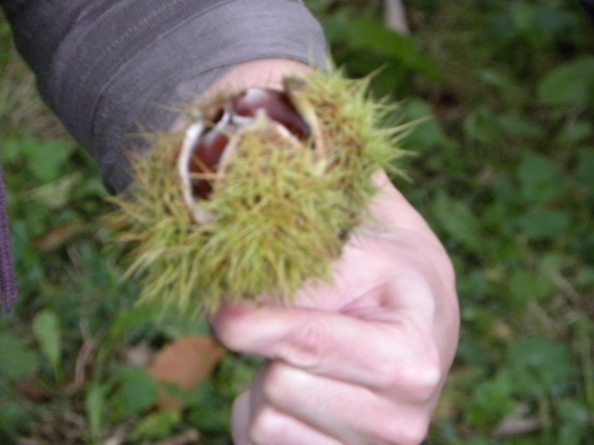 cloudforester's tweet photo. Excellent Growing Nut Crops course @ weekend. Impressed by abundance of Sweet Chestnuts &amp; the many ways to eat them https://t.co/HEa0BcYBHj https://t.co/WOfTEVzUi8