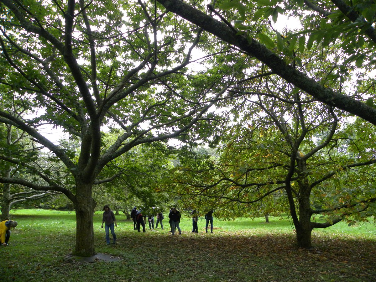 cloudforester's tweet photo. Excellent Growing Nut Crops course @ weekend. Impressed by abundance of Sweet Chestnuts &amp; the many ways to eat them https://t.co/HEa0BcYBHj https://t.co/WOfTEVzUi8