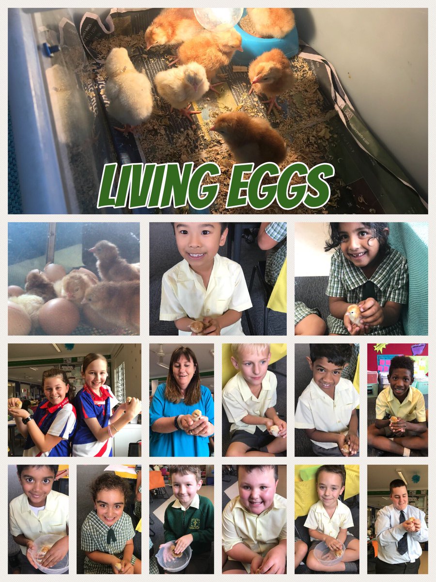 staidans_year2's tweet photo. The excitement and looks on their faces says it all. @StAidansRH @ThinkGlobalPBL #pbl #livingeggs https://t.co/s7Y7kqbYLg