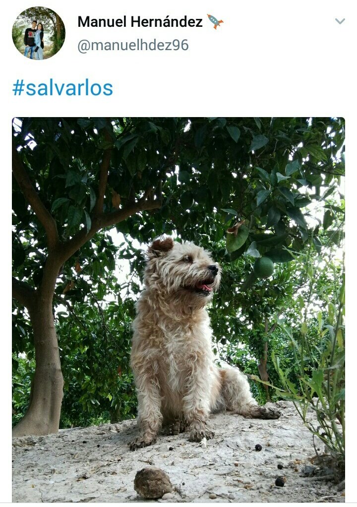 Irenecaru's tweet photo. #Salvarlos hashtag de la campaña solidaria que lanza @mueblesBOOM Cuelga la 📷 de tu 🐕 y donarán 1kg de pienso a la protectora #TAFADResponde https://t.co/0VeQJ4EMH5