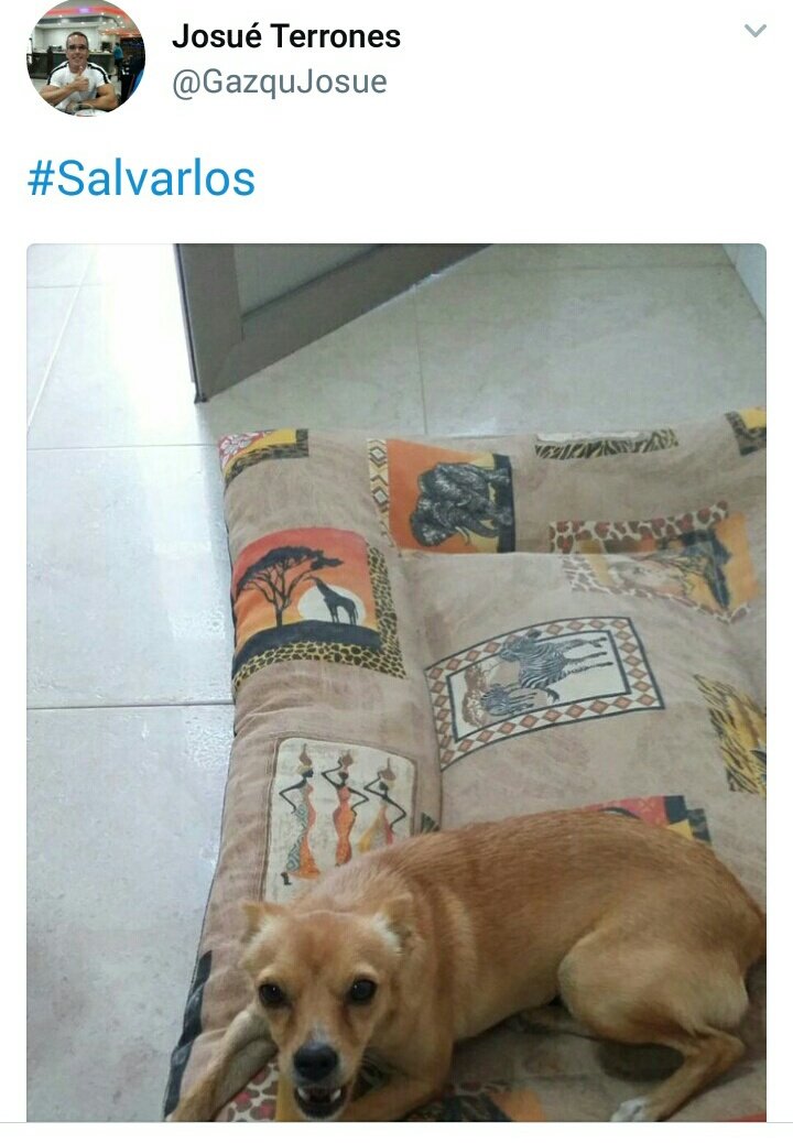 Irenecaru's tweet photo. #Salvarlos hashtag de la campaña solidaria que lanza @mueblesBOOM Cuelga la 📷 de tu 🐕 y donarán 1kg de pienso a la protectora #TAFADResponde https://t.co/0VeQJ4EMH5