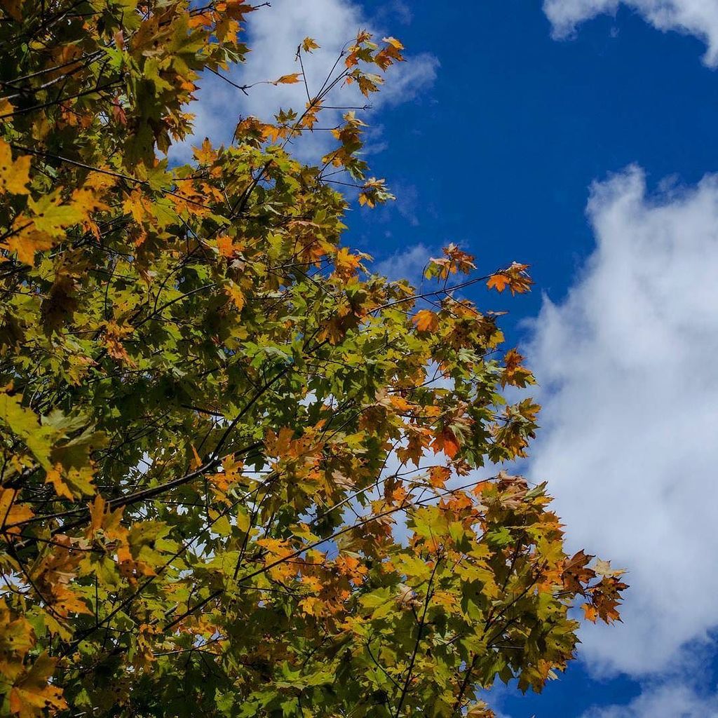 visitMSV's tweet photo. Sugar maple.
.
#fall #fallcolors #fallfoliage #leaves #autumn #nature #outdoors #tree #gardening #plants #plantsof… https://t.co/e5AuK9SJrH https://t.co/Hrc4qJQXmC