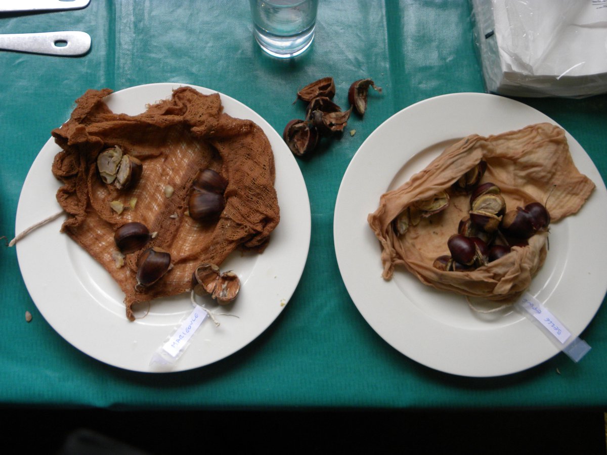 cloudforester's tweet photo. Excellent Growing Nut Crops course @ weekend. Impressed by abundance of Sweet Chestnuts &amp; the many ways to eat them https://t.co/HEa0BcYBHj https://t.co/WOfTEVzUi8