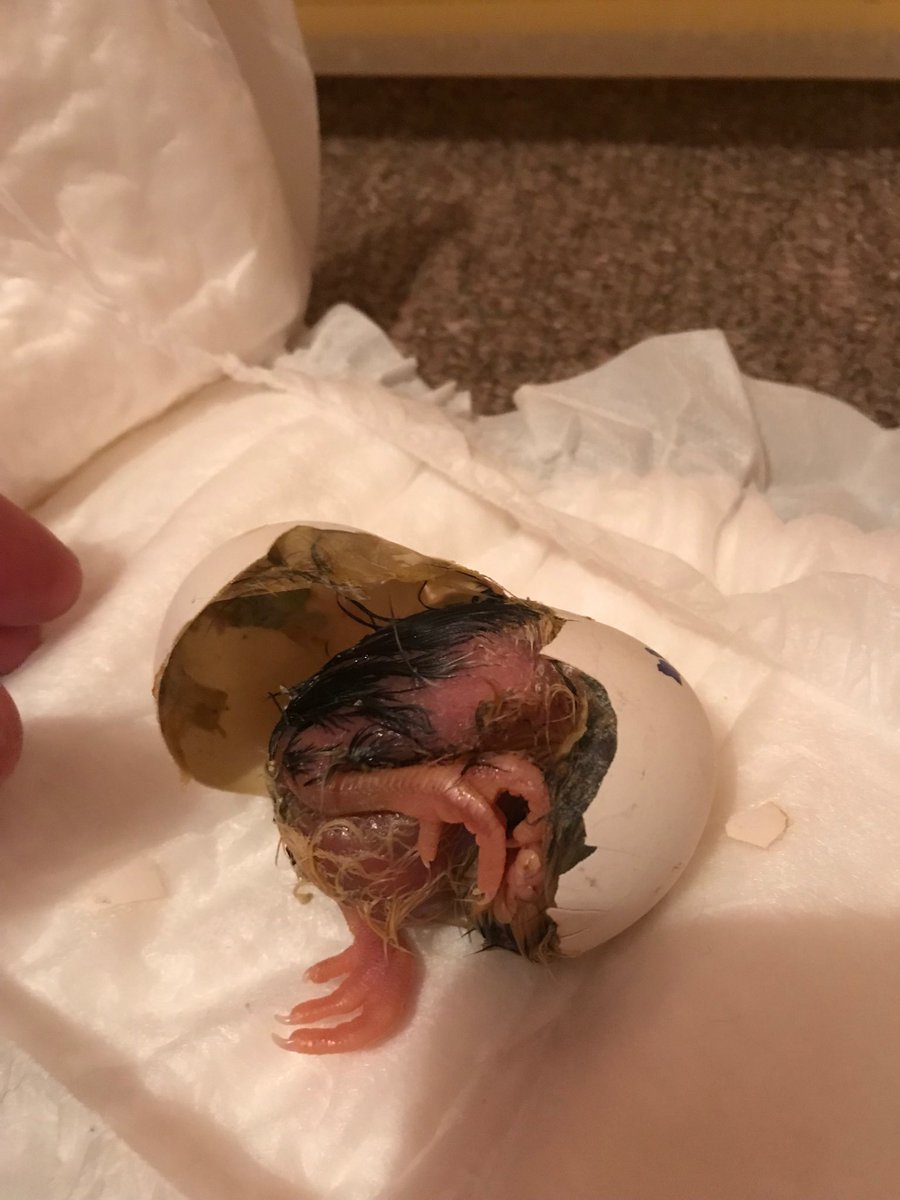 PatchHatch's tweet image. Emergency rescue time for this lil chick! Time for some intensive care!