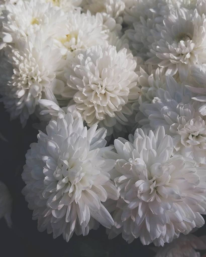 _laurensprfls's tweet photo. "So what to do with the rest of the day's afternoon..." Loving these white mums on the porch 🌼🍂🍁 .
.
.
#folkscenery #hvcompass #freelanceli… https://t.co/me5fH1no2R