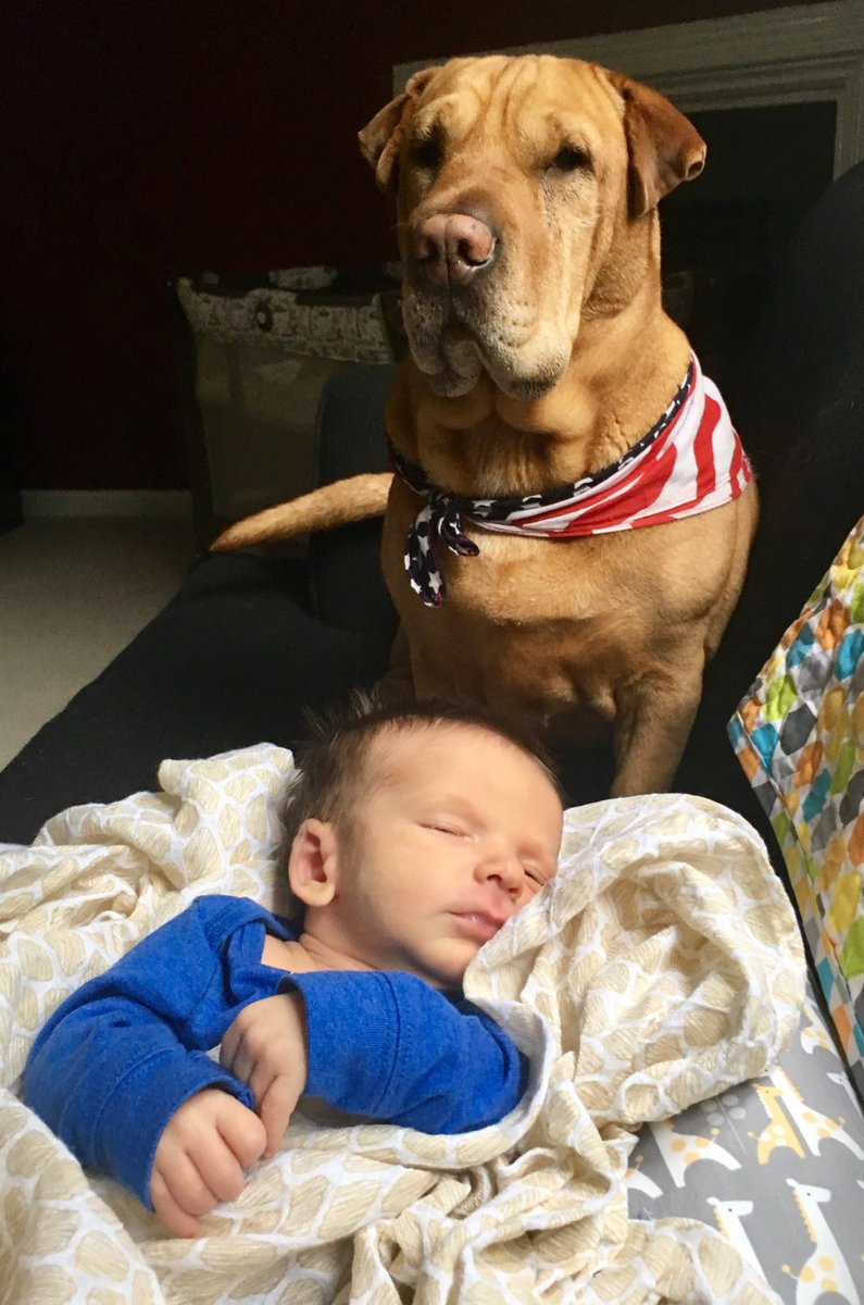 davidcjames22's tweet photo. #IfItWerentForDogs who would make #Aidens face smell terrible from getting licked?? 👶🐶👅 #BestBuds https://t.co/sucLEuBaDW