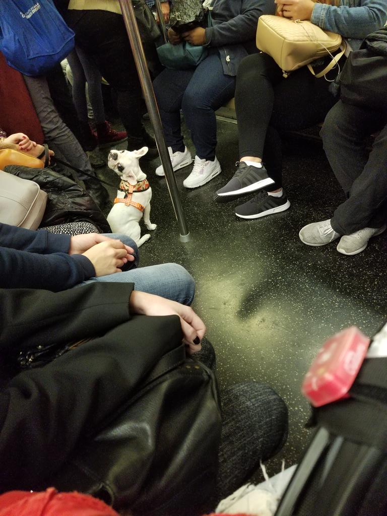 there's a good boy on the subway and he's subtly giving me the eye... I know buddy, I want to pet you to