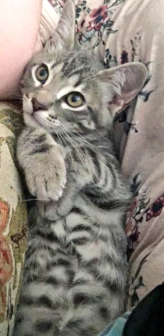lou_stroud's tweet photo. @TheEllenShow @TheEllenShow #EllenRateMyCat #CatWeek #yourewelcomeEllen https://t.co/zBHRwUU94V