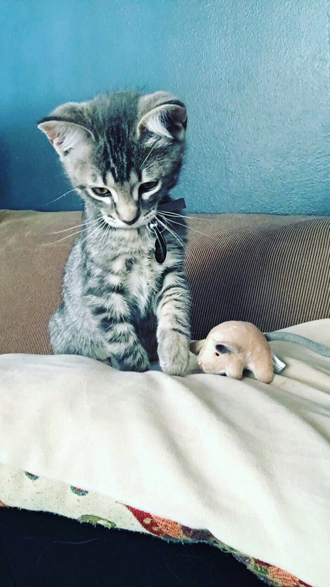 lou_stroud's tweet photo. @TheEllenShow @TheEllenShow #EllenRateMyCat #CatWeek #yourewelcomeEllen https://t.co/zBHRwUU94V