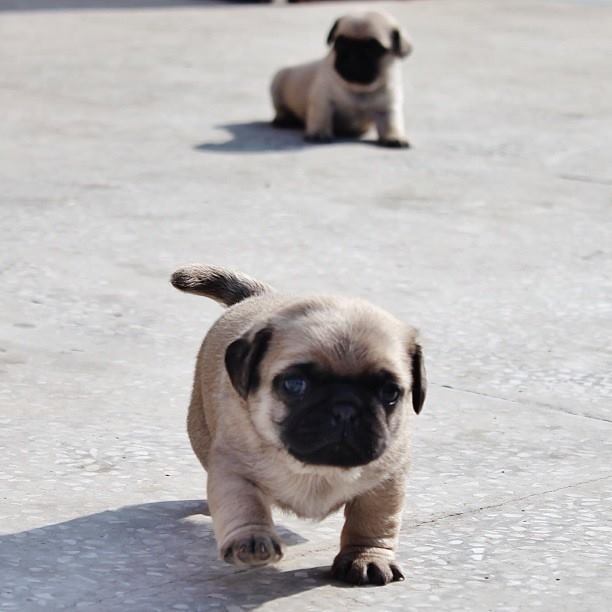 prettypugpic's tweet photo. https://t.co/8uZ2Sd4KlE #pug #dogsoftwitter #nofilter #prettypugpics https://t.co/pB1uQfetSz https://t.co/poMpfYDcOb